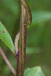 Groovestem Indian plantain